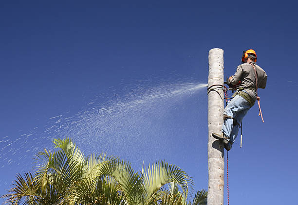 Best Tree Mulching  in Seminole, TX